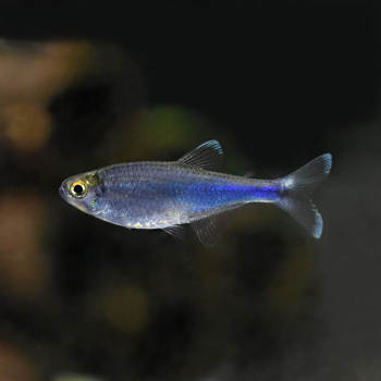 Blauer Perusalmler, Boehlkea fredcochui